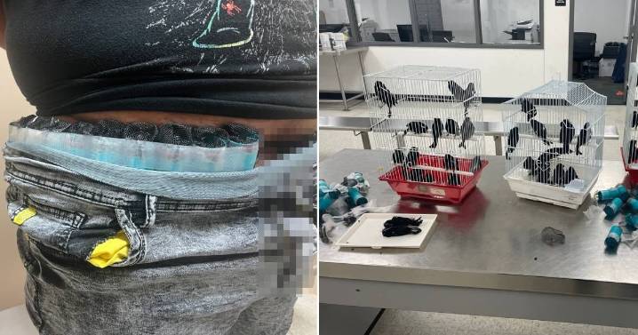Cubano detenido por contrabando de aves vivas en aeropuerto de Miami