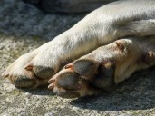 Crueldad animal en Mérida: perro muere en estética canina de Ciudad Caucel