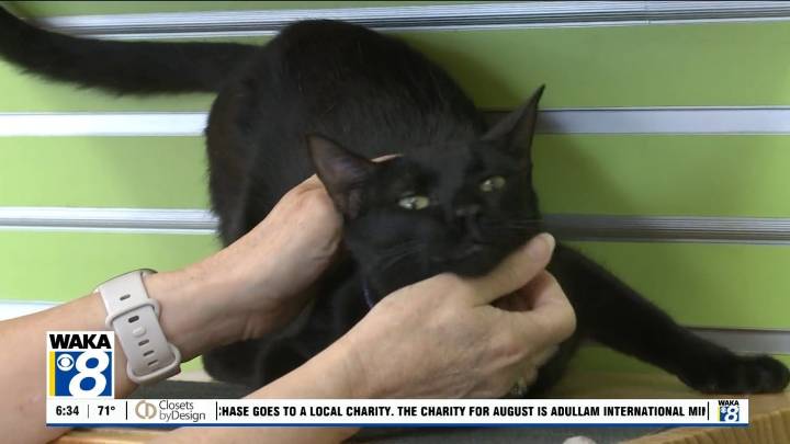 Pets of the Week: August 25
