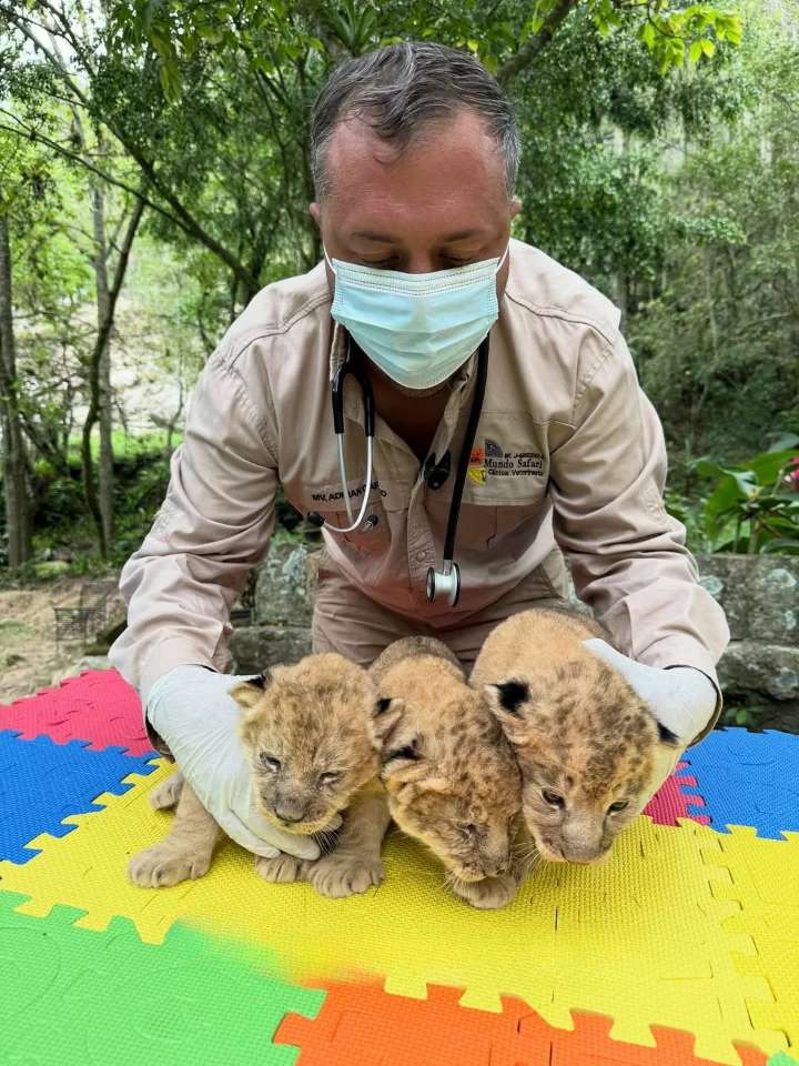 Confirman excelente estado de salud de los tres cachorros de león nacidos en Mérida