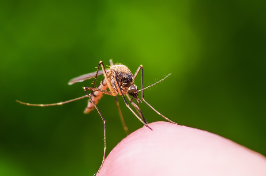 Reports of third West Niles Virus case in Shelby County