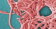 Ontario food manufacturer’s cooling tower likely source of deadly legionnaires’ outbreak
