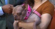 Ella es Petunia, la perrita rescatada que ganó el Concurso del Perro Más Feo del Mundo 2025