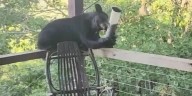 Bear snacks on birdfeeder at man’s Western North Carolina home