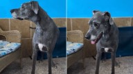 Heartbroken Senior Dog In Missouri Shelter Can’t Stop Hoping Her Owners Will Return