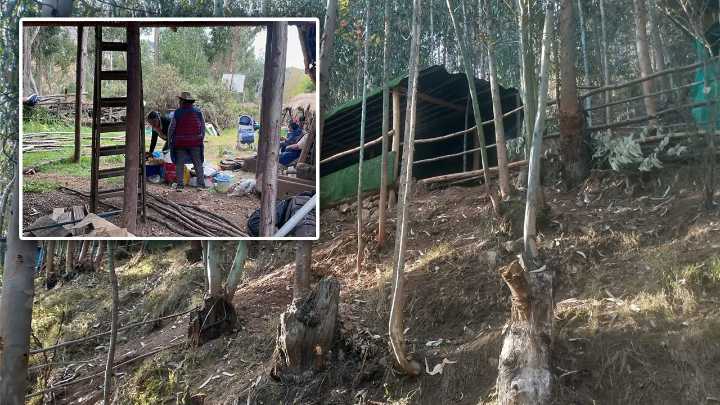 Hasta que, por fin, el Ministerio de Cultura toma atención sobre el “bosque de Salesianos”