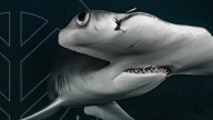 Tiburones, encuentros cercanos