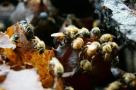 II Congreso Nacional de Meliponicultura reunirá a expertos y productores en Madre de Dios