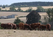 Drought leaves UK beef farmers scrambling to feed hungry herds