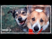Lake Norman Humane Society discusses efforts to clear the shelters