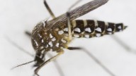 How to protects yourself from the world's deadliest animal