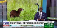 Charles Payne: This really seems 'improbable' to me