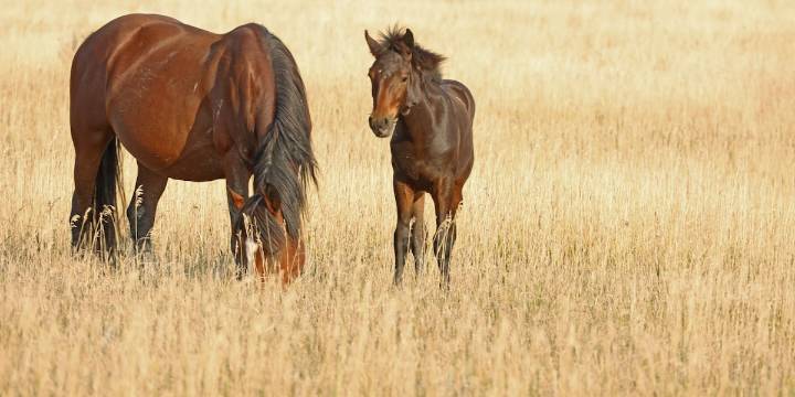 Nevada Department of Agriculture prepping new fence for wild horses