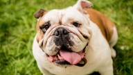 Especialistas advierten las razas de perros que tienen más riesgo de marearse arriba del auto