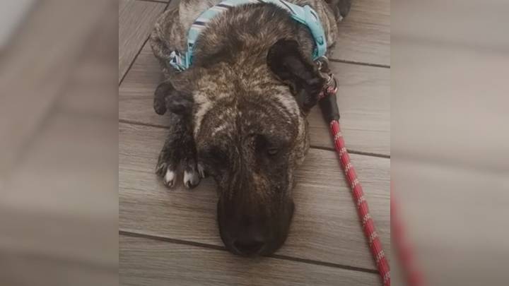 Heartbroken Mom Dog, Found On California Streets, Was Too Weak To Feed Her Babies, Then Help Arrived