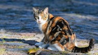 Captures et « trombinochat »… L’île bretonne de Molène lutte contre des chats sauvages qui font des ravages