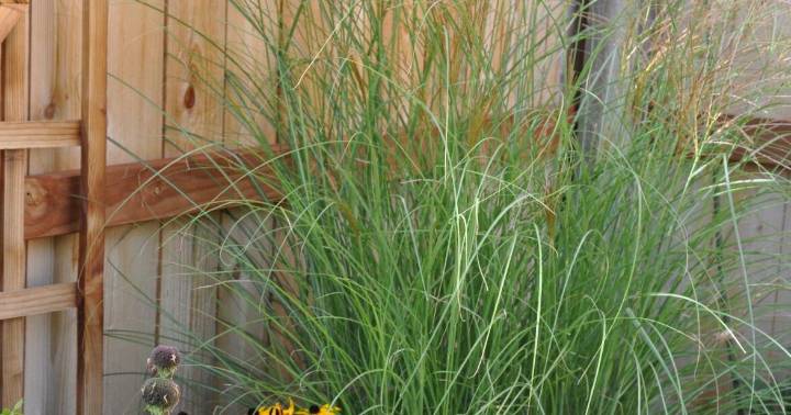 Year-round gardening: Autumn in Colorado should be a busy time for gardeners