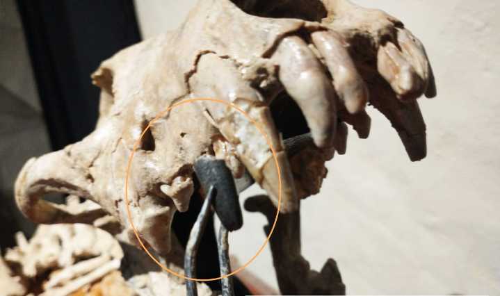 Otro hallazgo en San Pedro: descubren vestigios de un pariente del perro que vivió hace 200 mil años
