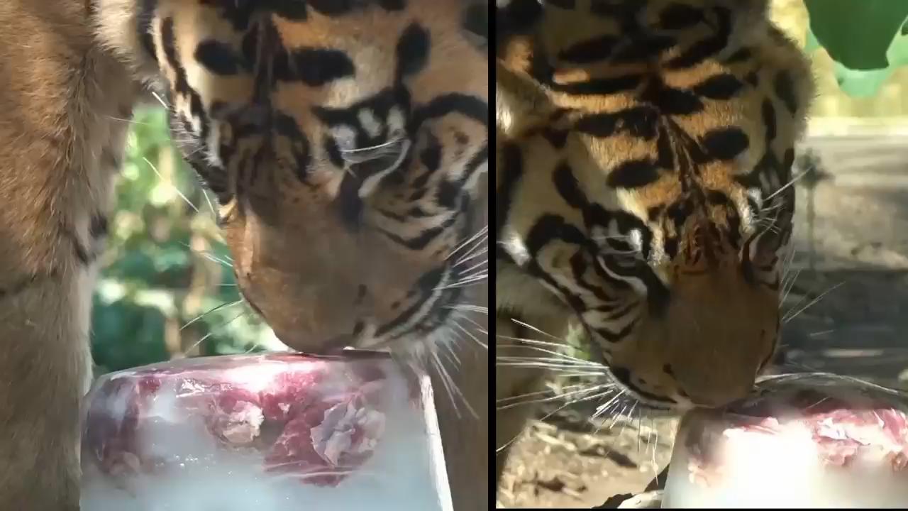 Rome zoo's animals given frozen treats to cool down during new heat wave