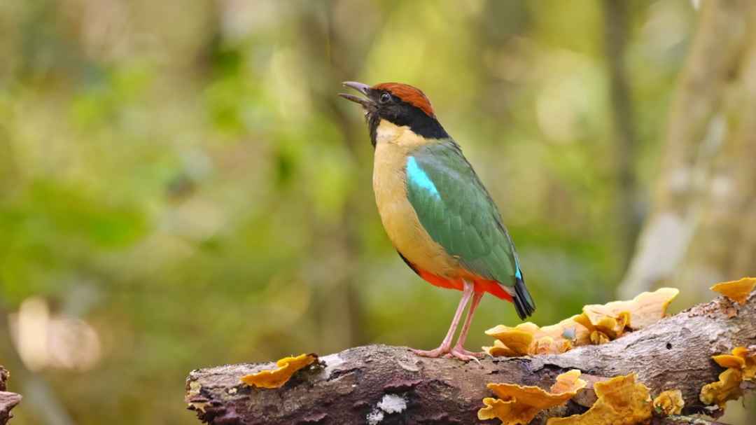 Sex determination unexpectedly complicated in birds