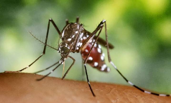 Día Internacional contra el Dengue: una lucha que requiere compromiso colectivo