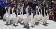 ‘There’s no sign of them’: Five iconic Stratford, Ont., swans go missing