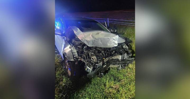 Black bear killed in Princeville crash  :: WRAL.com