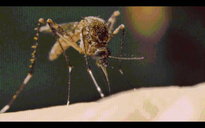 APH suspects West Nile virus in Travis County resident