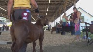 Windsor Fair celebrates 137 years of Maine agricultural traditions