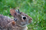 Rabbits with wart-like tentacles, horns seen in northern Colorado: Is it dangerous?