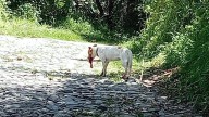 Jauría ataca y mata a burrito de 8 meses en localidad Paredones, Acámbaro