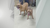 Colonie PD seeking information in abandoned dog case