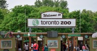 Common Scottish animal put on display at Toronto Zoo and people flock to see it