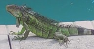How to keep iguanas out of your South Florida home, according to experts