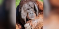 Phoenix Zoo orangutan, Michael, undergoes two surgeries for rare type of cancer