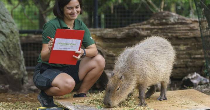 Penguins, capybaras, lemurs and more being weighed at zoo