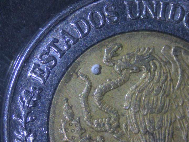 Descubren en Coahuila al caracol más pequeño del mundo