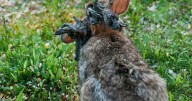 Mutant zombie rabbits with horns could spread across the world sparking evolution fears