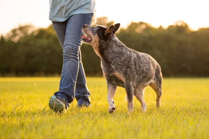 15 Dog Breeds That Are More Loyal Than They Look