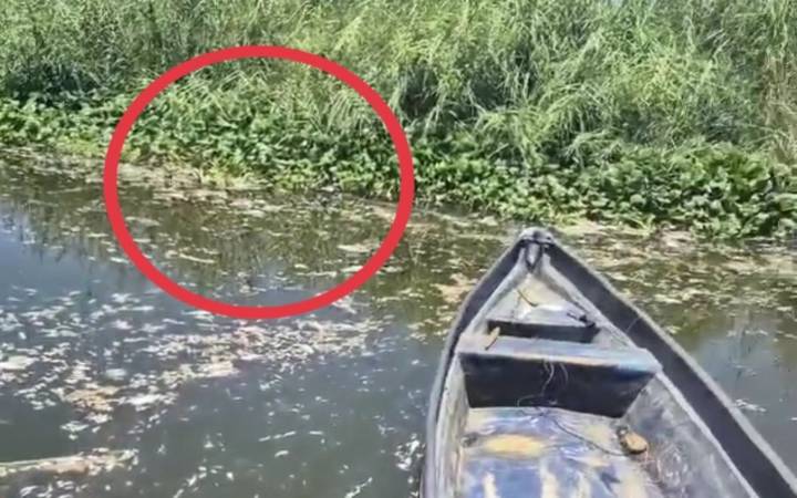 Calor extremo y oxígeno reducido causan mortandad de peces en laguna de Acapulco