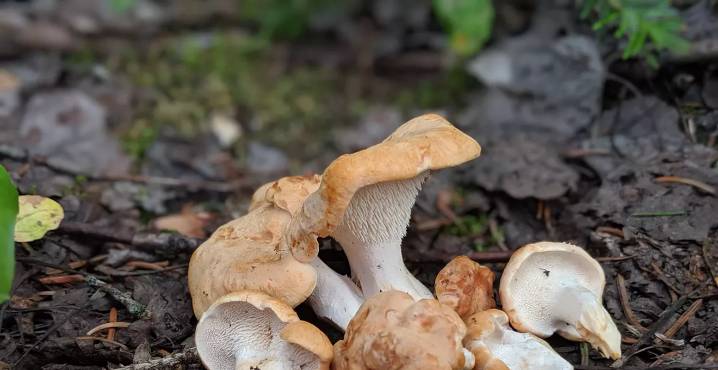 Culinary Mushrooms Are Having a Moment in Colorado