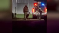 WATCH: Deputies wrangle escaped kangaroo in Athens