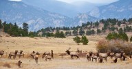 Want to see 'elk rut' in Colorado this year? Your best chance is almost here