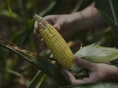 To get that perfect ear of corn, weather has to cooperate. But climate change is making it dicier