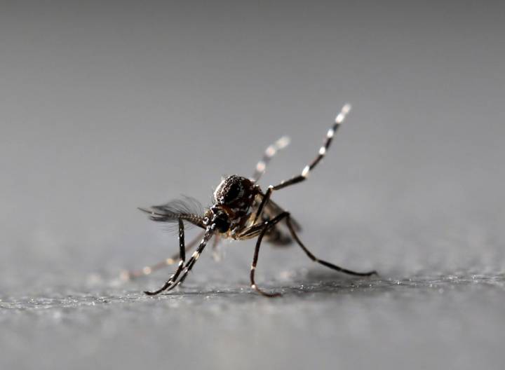 What to know about chikungunya, the virus spreading in southern China
