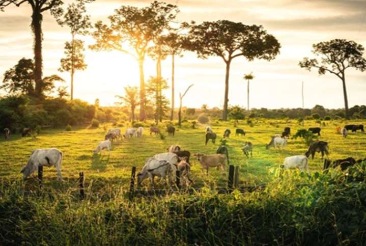 Minam invertirá US$14 millones para ganadería sostenible frente al cambio climático