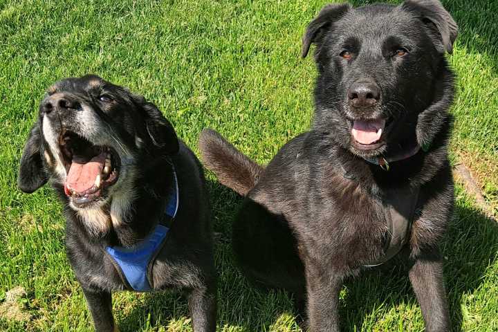 Pets of the Week: Lola and Maui