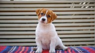 BBB warns of rising pet scams and how to avoid them