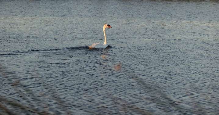 California’s newest invaders are beautiful swans. Should hunters kill them?