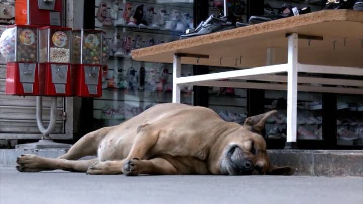 “El perrito gordo de Texcoco”, la celebridad canina que conquista Google Maps